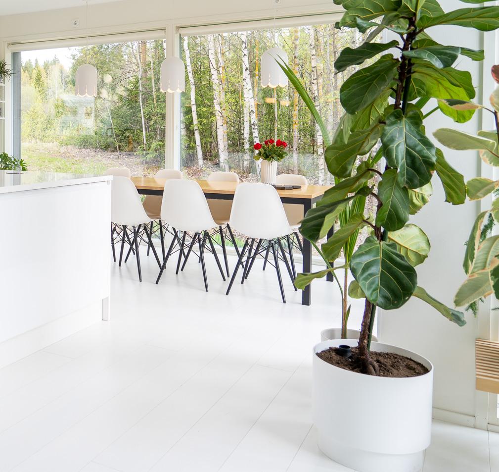 Kielo riippuvalaisin | Laura Väre